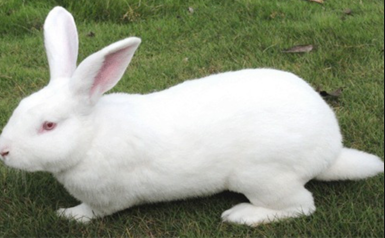 新西兰兔.png