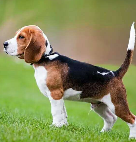 比格犬.png