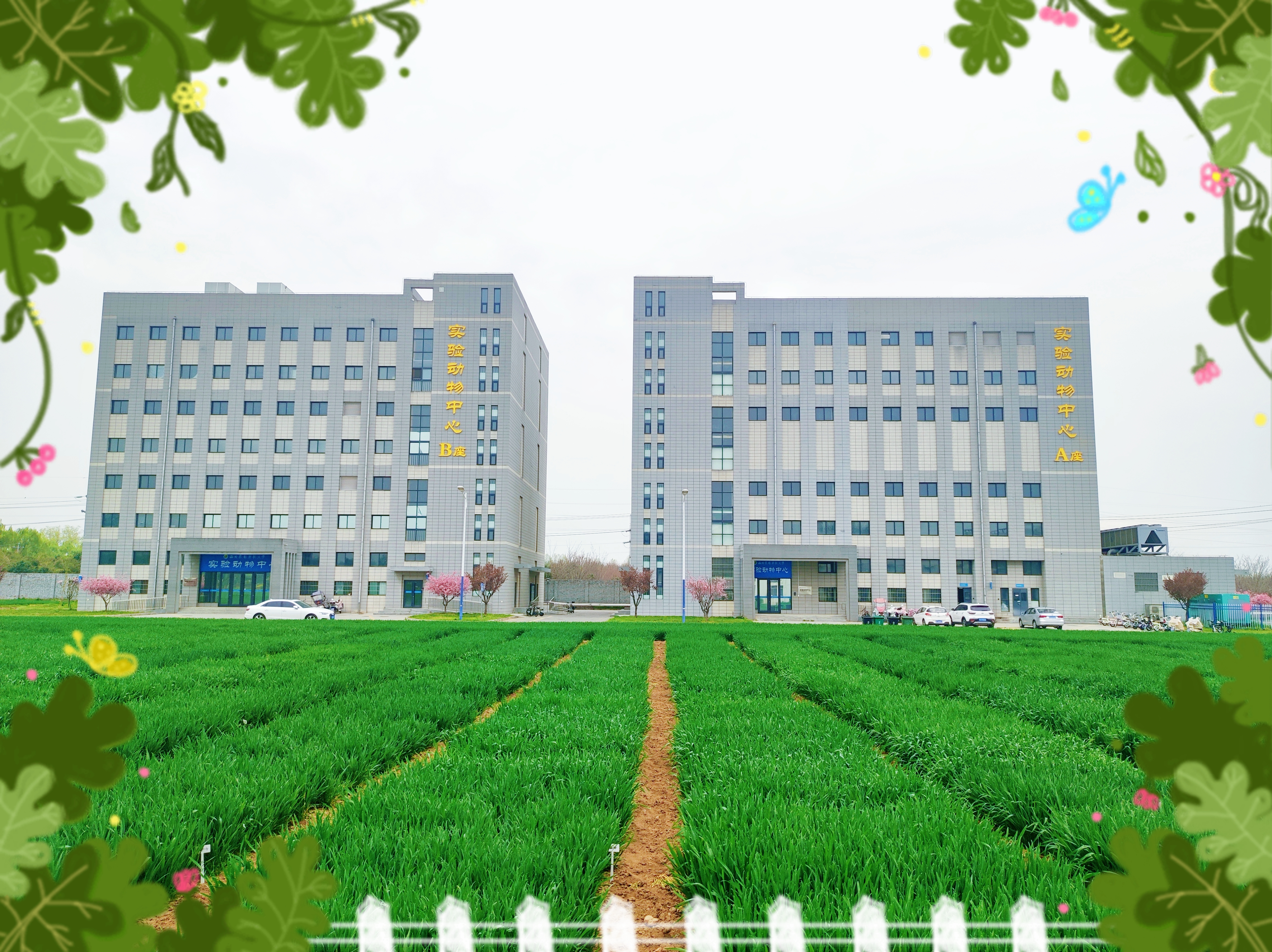 春染校园 筑梦科研——实验动物中心春日掠影